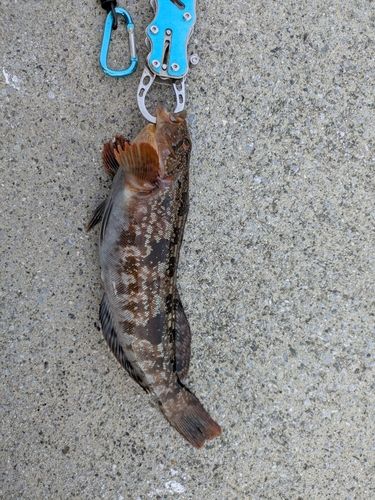 釣果