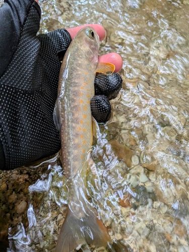 イワナの釣果