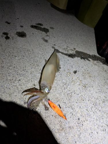 イカの釣果