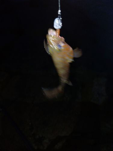 キジハタの釣果
