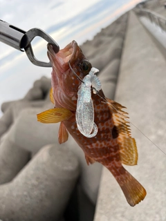 キジハタの釣果