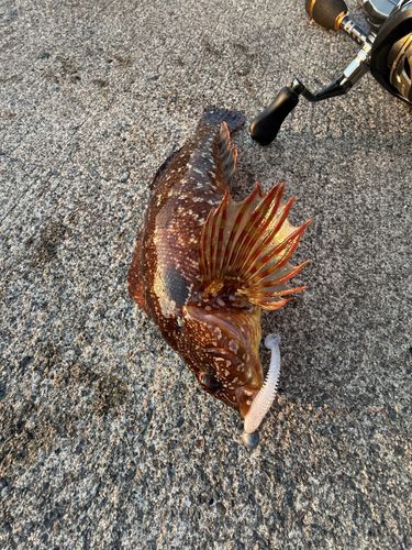 クジメの釣果