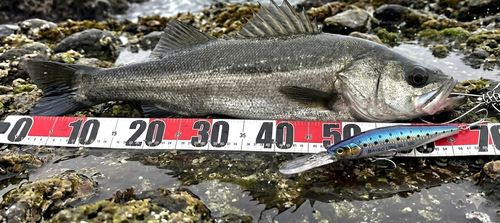 スズキの釣果