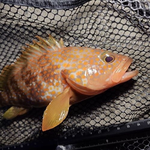キジハタの釣果