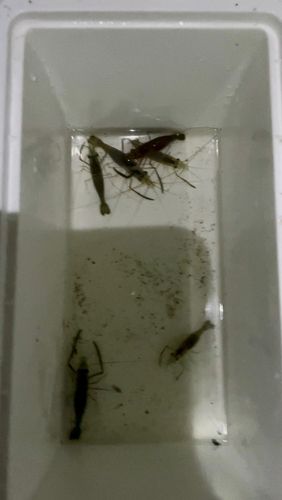 テナガエビの釣果