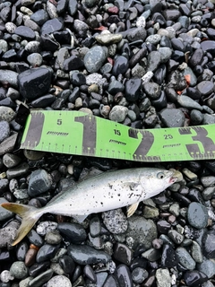 ワカシの釣果
