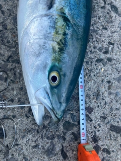 ブリの釣果