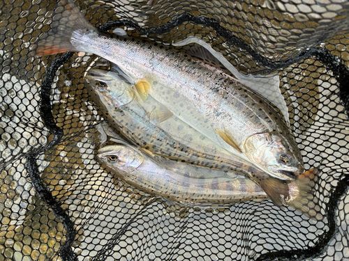 ヤマメの釣果