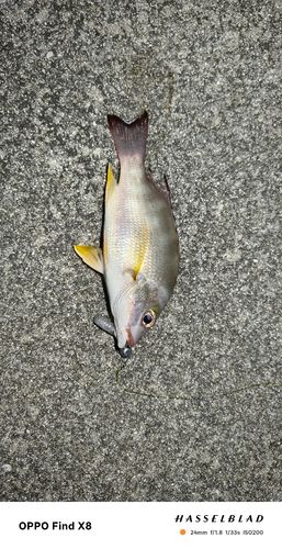 オキフエダイの釣果