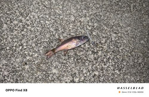 ネンブツダイの釣果