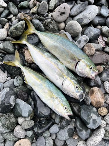 ワカシの釣果