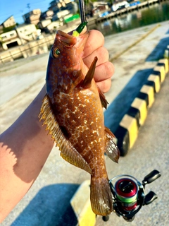 キジハタの釣果