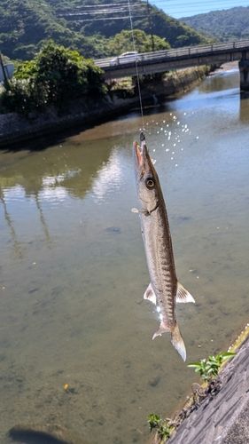 オニカマスの釣果