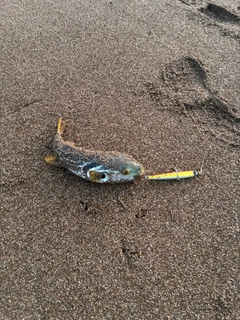 シマフグの釣果
