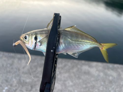 マアジの釣果