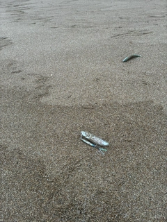 マサバの釣果