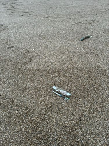 マサバの釣果