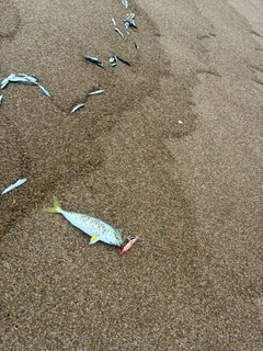 コゾクラの釣果