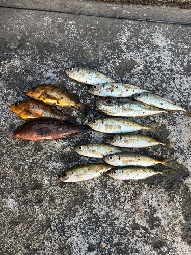 アジの釣果