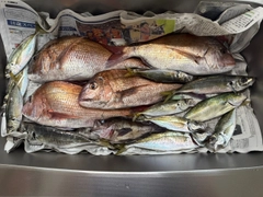マダイの釣果