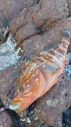 キジハタの釣果