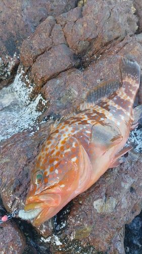 キジハタの釣果