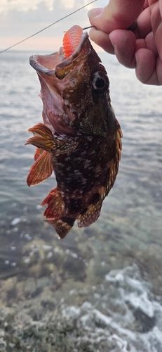カサゴの釣果