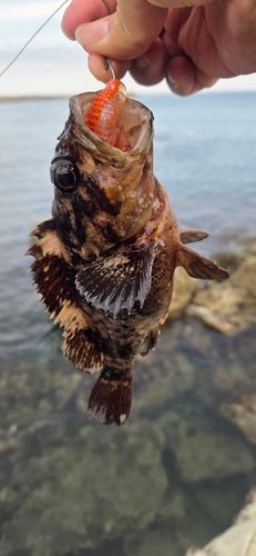 ムラソイの釣果