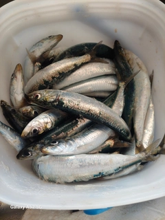 イワシの釣果
