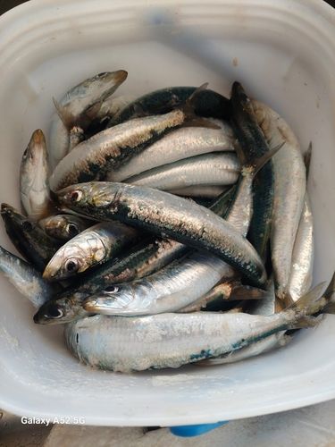 イワシの釣果