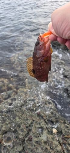 キジハタの釣果