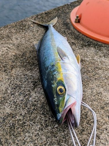 フクラギの釣果