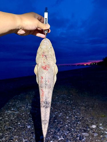 マゴチの釣果