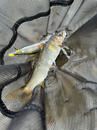 アユの釣果