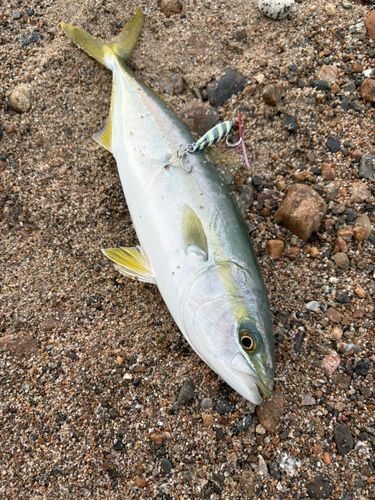 フクラギの釣果