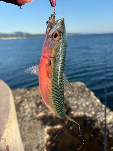 サバの釣果