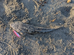 マゴチの釣果