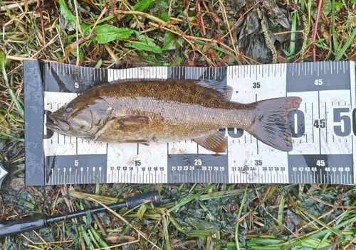 スモールマウスバスの釣果