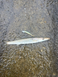 カマスの釣果