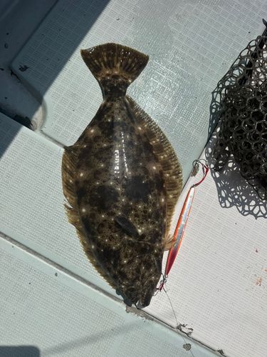 ヒラメの釣果