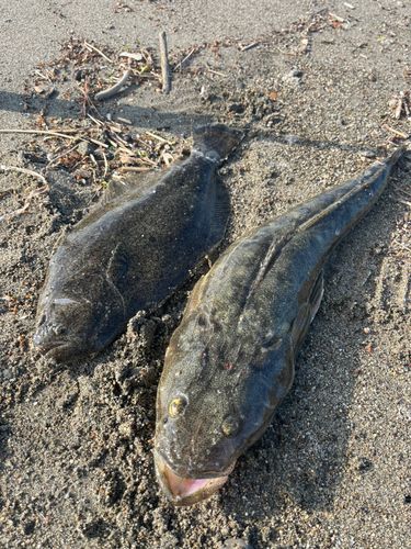 マゴチの釣果