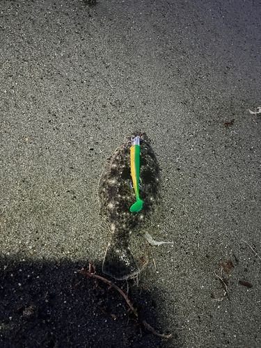 ソゲの釣果