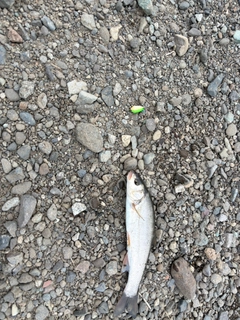 ウグイの釣果