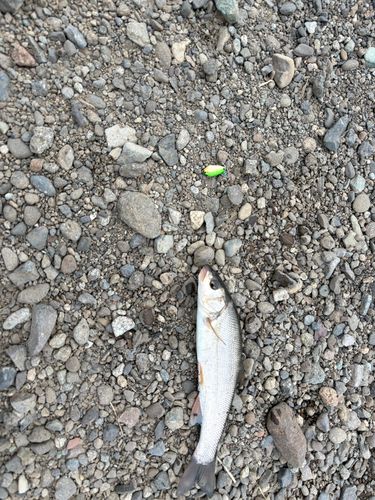ウグイの釣果