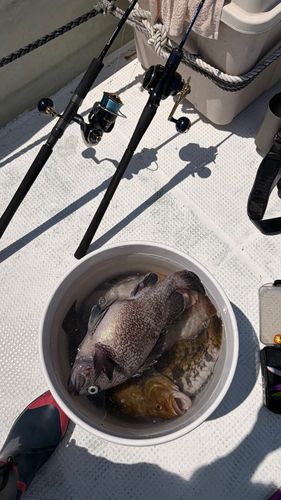 アイナメの釣果