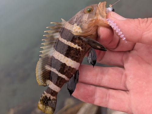 アオハタの釣果