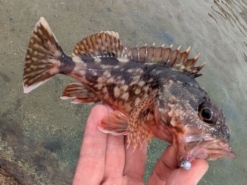 ガシラの釣果