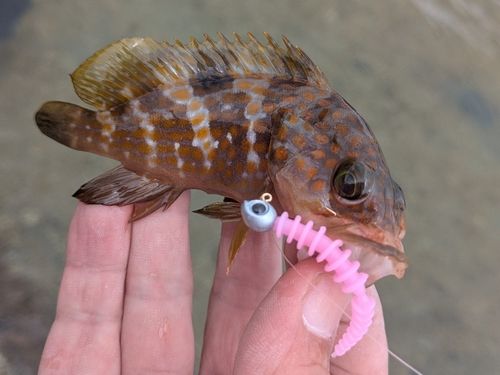 アコウの釣果