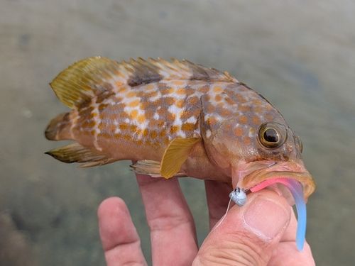 アコウの釣果
