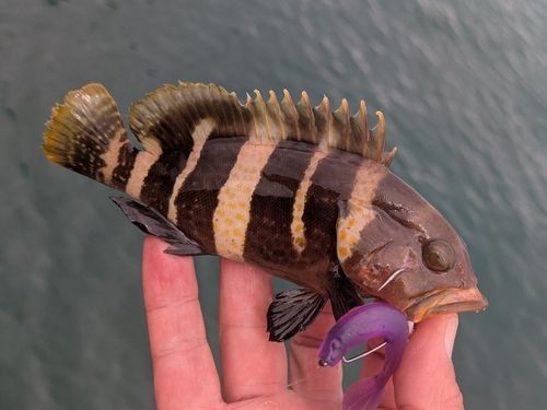 アオハタの釣果